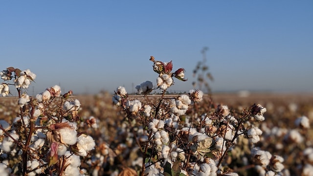 Unraveling Cotton's Sustainability Impact.